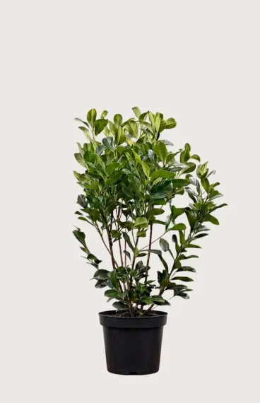 Lagerhägg Etna häck Budgetpack i kruka 120-160cm - Ger omedelbar insynsskydd