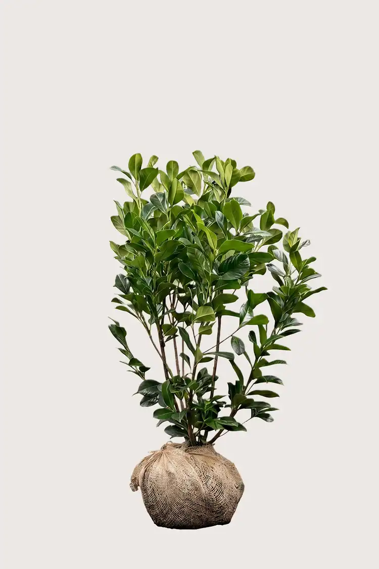 Lagerhägg Etna häck Budgetpack med rotklump 120-160cm - Ger omedelbar insynsskydd
