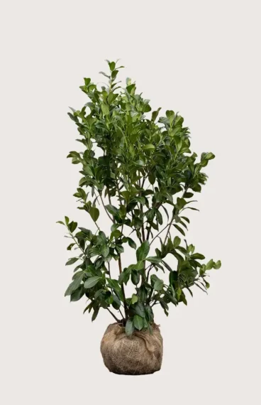 Lagerhägg Etna häck Budgetpack med rotklump 160-200cm - Ger omedelbar insynsskydd