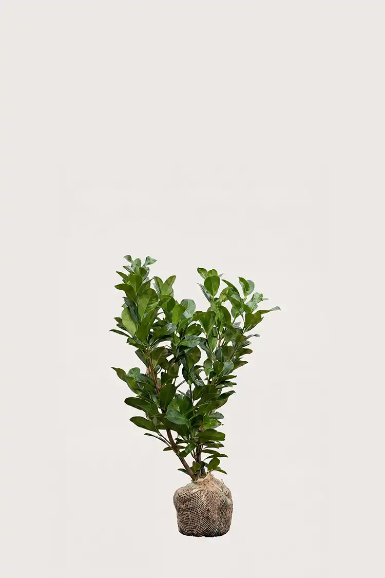 Lagerhägg Etna häck Budgetpack med rotklump 40-80cm - Ger omedelbar insynsskydd