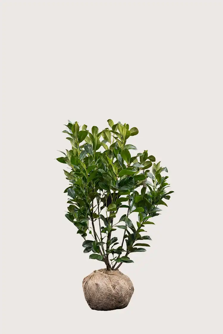 Lagerhägg Etna häck Budgetpack med rotklump 80-120cm - Ger omedelbar insynsskydd