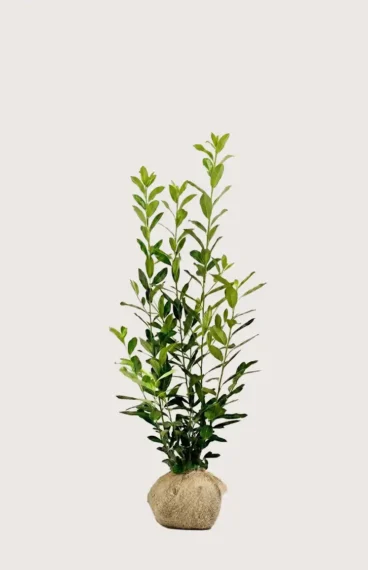 Lagerhägg Elly häck Budgetpack med rotklump 120-160cm - Ger omedelbar insynsskydd