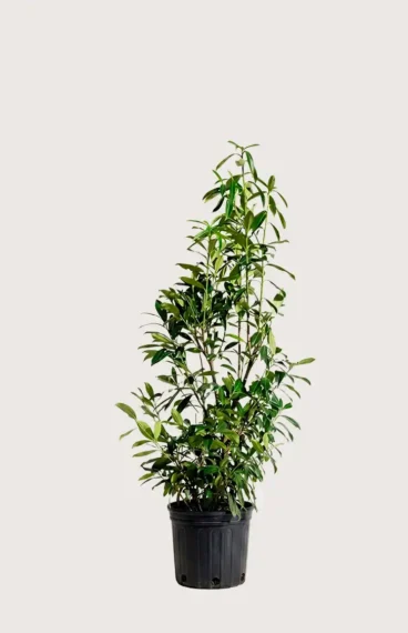 Lagerhägg Genolia häck Budgetpack i kruka 120-160cm - Ger omedelbar insynsskydd