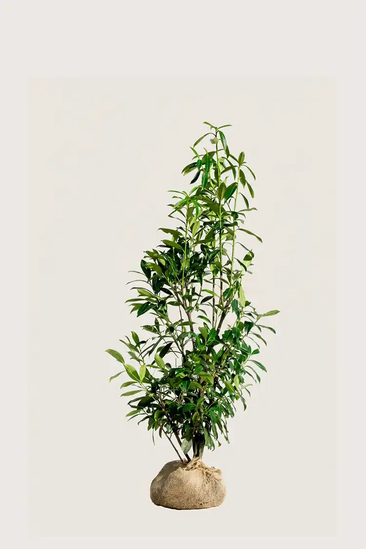 Lagerhägg Genolia häck Budgetpack med rotklump 120-160cm - Ger omedelbar insynsskydd