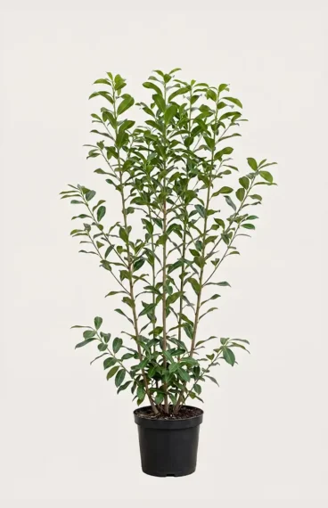 Lagerhägg Genolia häck Budgetpack i kruka 160-200cm - Ger omedelbar insynsskydd