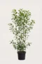 Lagerhägg Genolia häck Budgetpack i kruka 160-200cm - Ger omedelbar insynsskydd