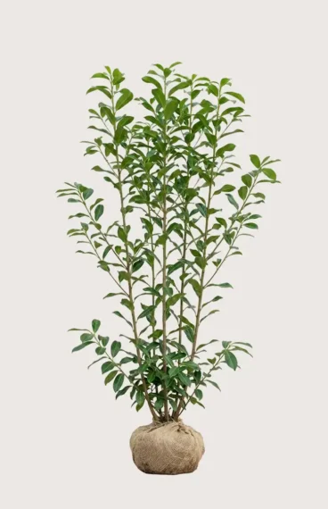 Lagerhägg Genolia häck Budgetpack med rotklump 160-200cm - Ger omedelbar insynsskydd