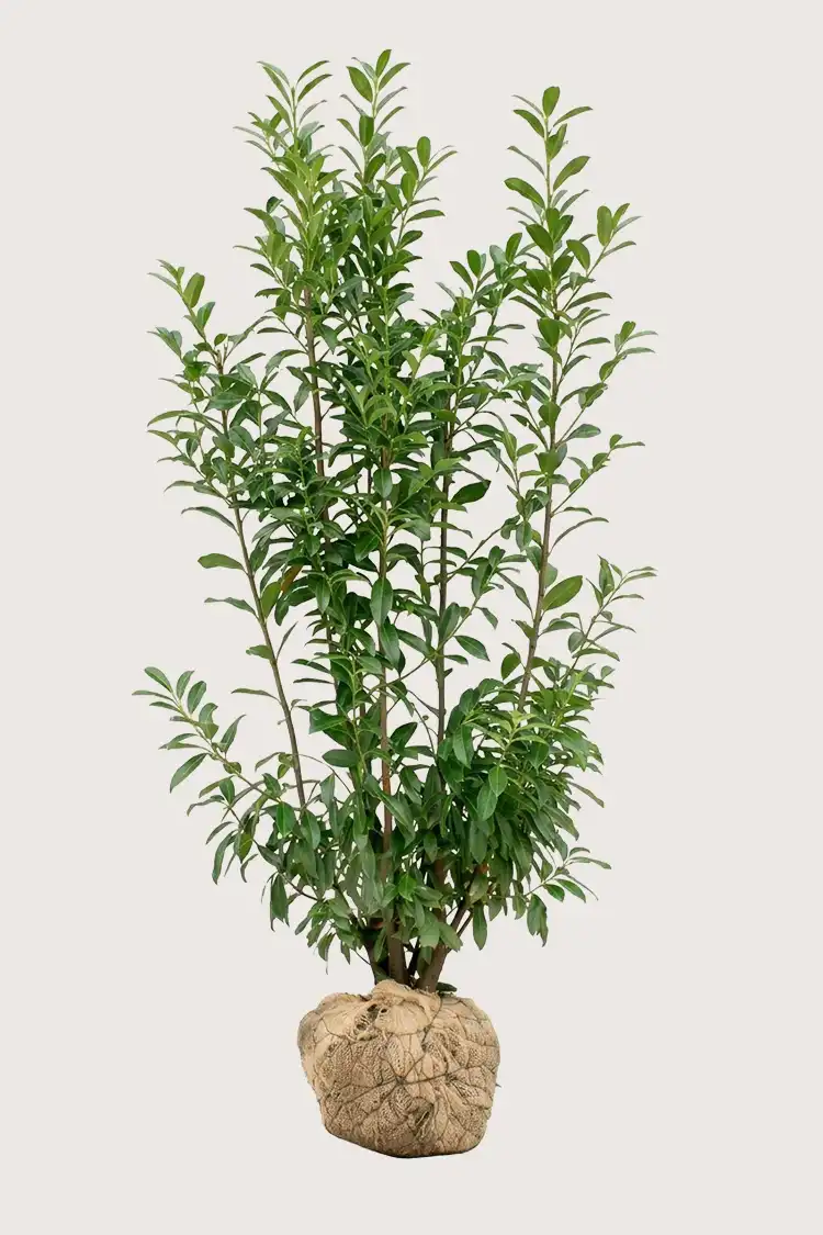 Lagerhägg Genolia häck Budgetpack med rotklump 200-240cm - Ger omedelbar insynsskydd
