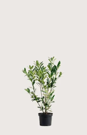 Lagerhägg Genolia häck Budgetpack i kruka 40-80cm - Ger omedelbar insynsskydd