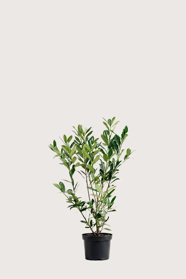 Lagerhägg Genolia häck Budgetpack i kruka 40-80cm - Ger omedelbar insynsskydd