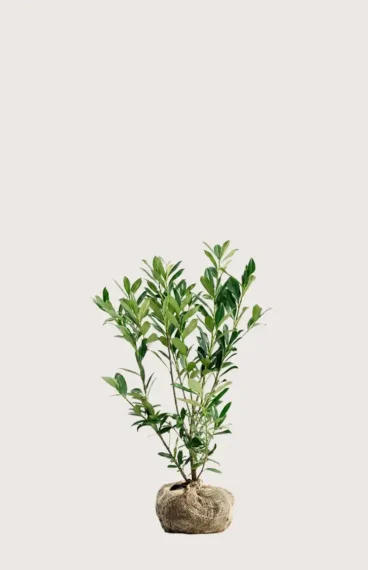 Lagerhägg Genolia häck Budgetpack med rotklump 40-80cm - Ger omedelbar insynsskydd