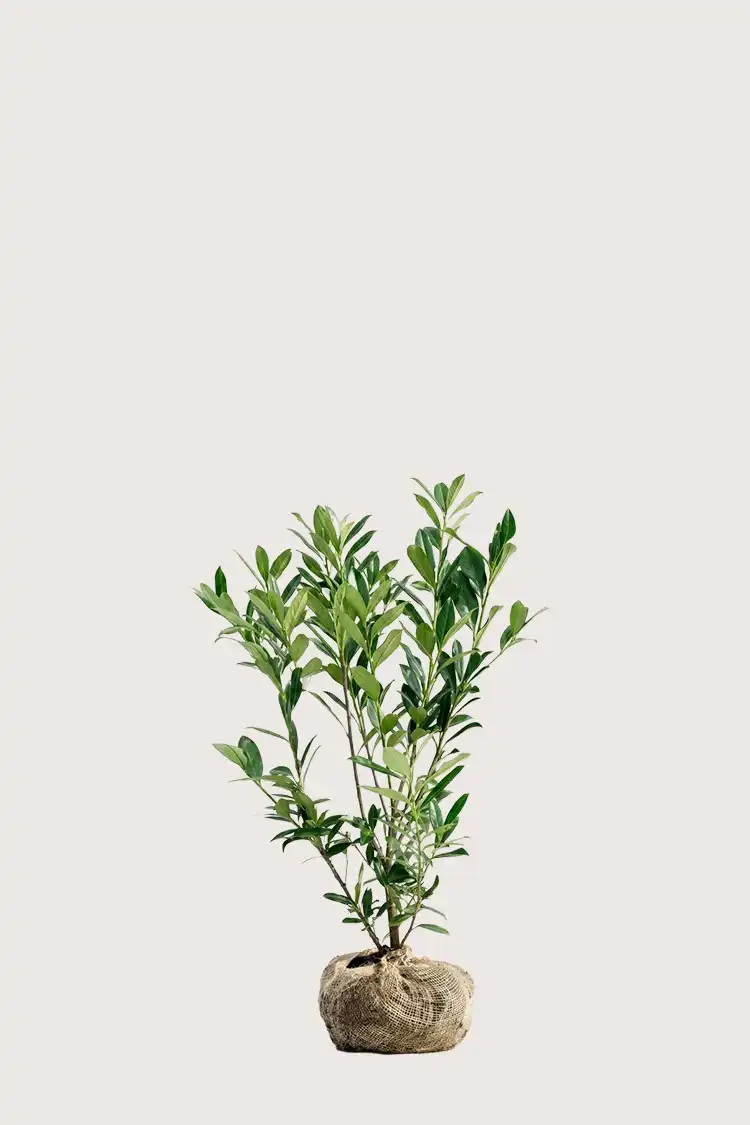 Lagerhägg Genolia häck Budgetpack med rotklump 40-80cm - Ger omedelbar insynsskydd