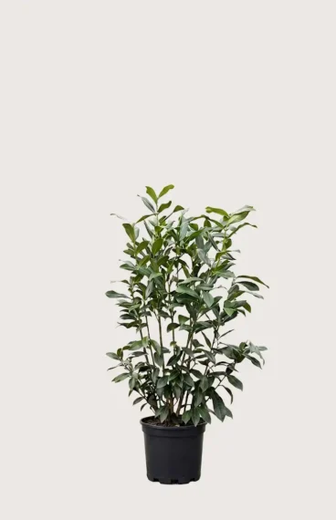 Lagerhägg Genolia häck Budgetpack i kruka 80-120cm - Ger omedelbar insynsskydd