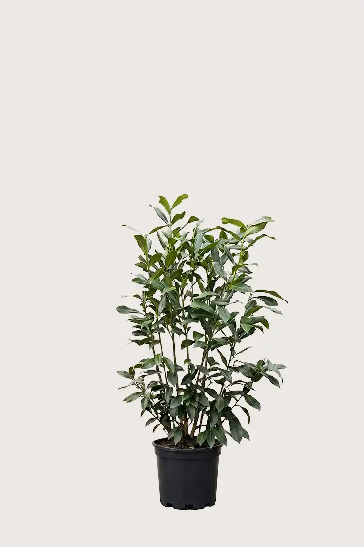 Lagerhägg Genolia häck Budgetpack i kruka 80-120cm - Ger omedelbar insynsskydd