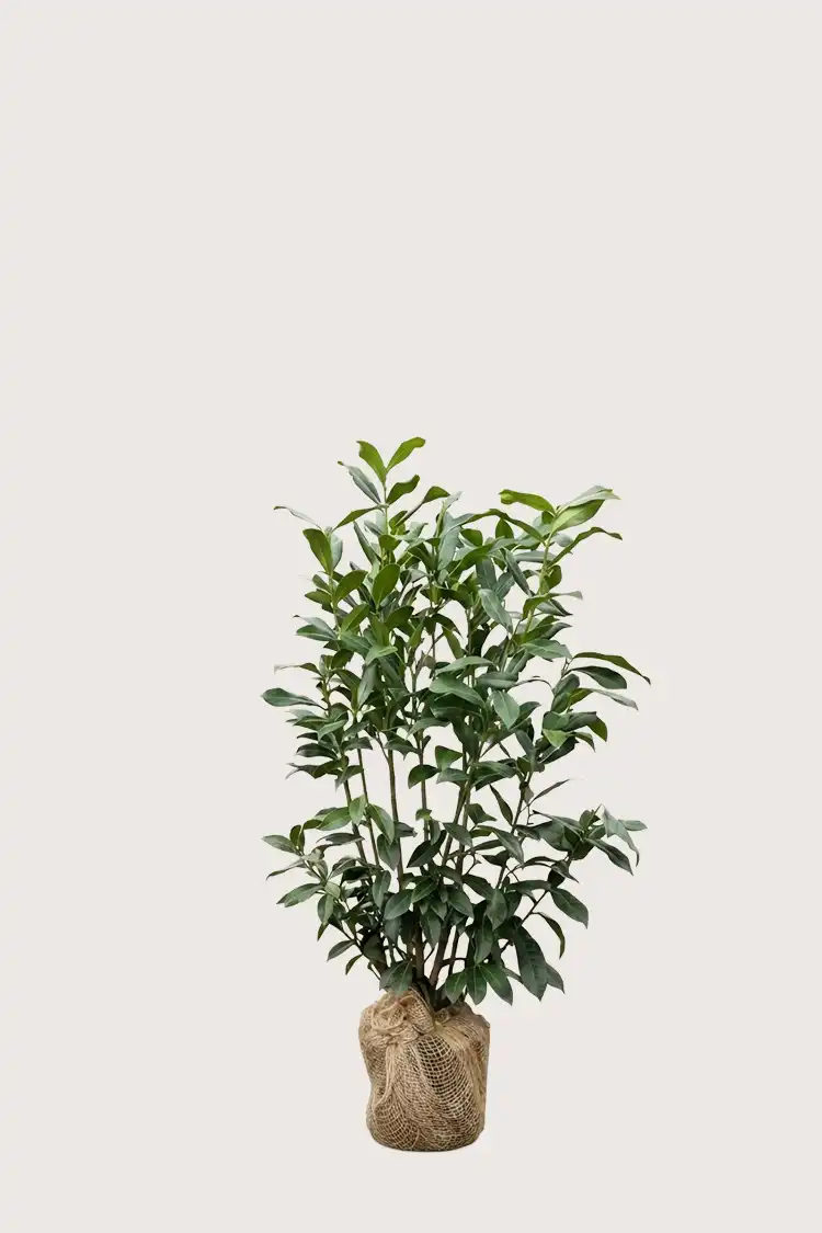Lagerhägg Genolia häck Budgetpack med rotklump 80-120cm - Ger omedelbar insynsskydd