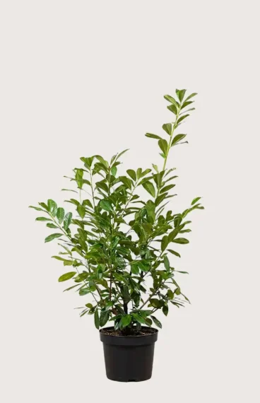 Lagerhägg Novita häck Budgetpack i kruka 120-160cm - Ger omedelbar insynsskydd