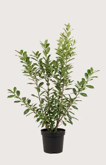 Lagerhägg Novita häck Budgetpack i kruka 160-200cm - Ger omedelbar insynsskydd