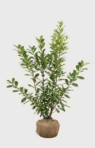Lagerhägg Novita häck Budgetpack med rotklump 160-200cm - Ger omedelbar insynsskydd