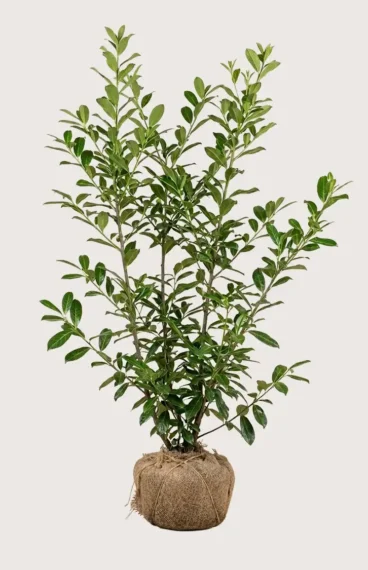 Lagerhägg Novita häck Budgetpack med rotklump 200-240cm - Ger omedelbar insynsskydd
