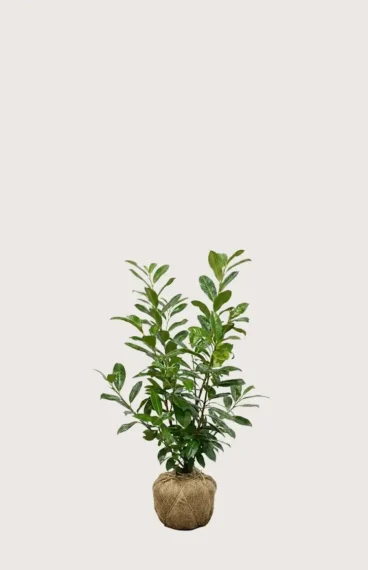 Lagerhägg Novita häck Budgetpack med rotklump 40-80cm - Ger omedelbar insynsskydd