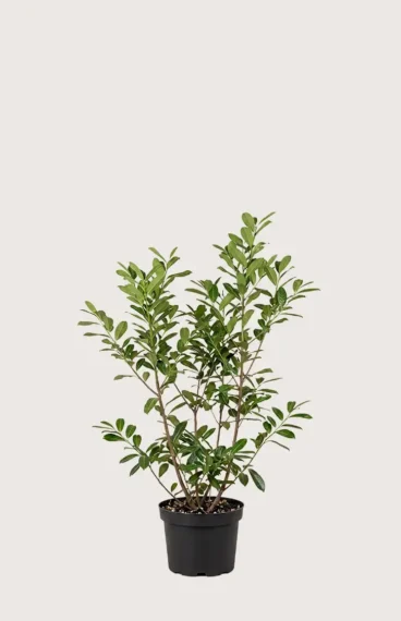 Lagerhägg Novita häck Budgetpack i kruka 80-120cm - Ger omedelbar insynsskydd