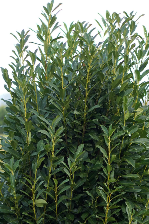 Lagerhägg Elly kruka 100cm-140cm 40-pack
