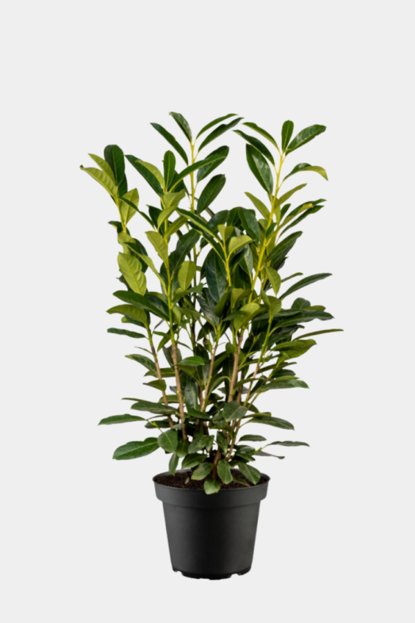 Lagerhägg Elly kruka 180cm-220cm 20-pack