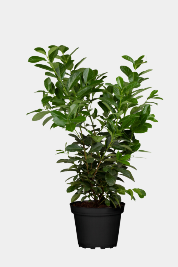 Lagerhägg Etna kruka 180-220cm 15-pack