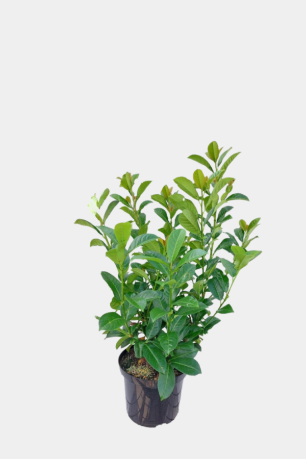 Lagerhägg Etna kruka 60cm-100cm 50-pack