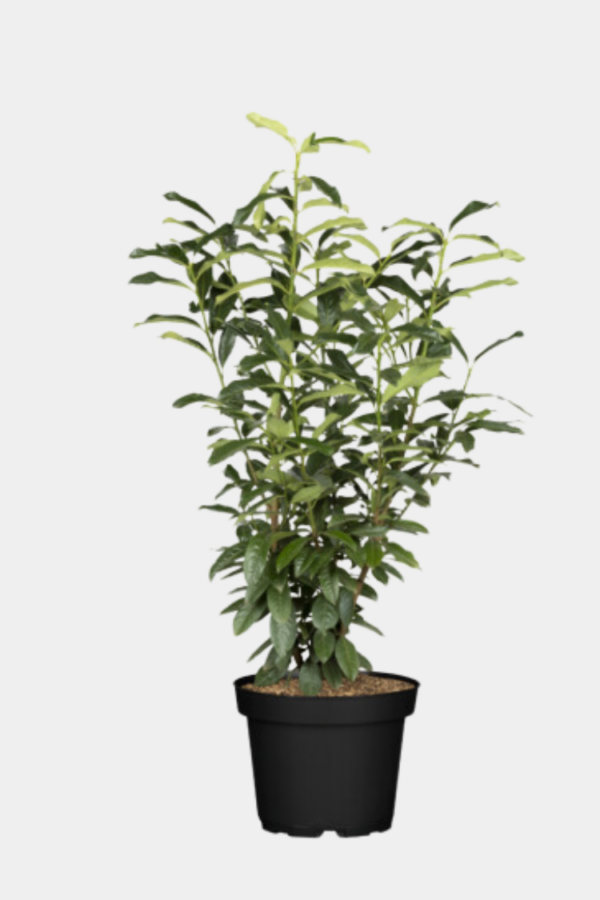 Lagerhägg Genolia kruka 180cm-220cm 20-pack