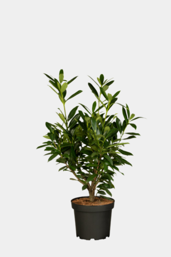 Lagerhägg Genolia kruka 100cm-140cm 40-pack