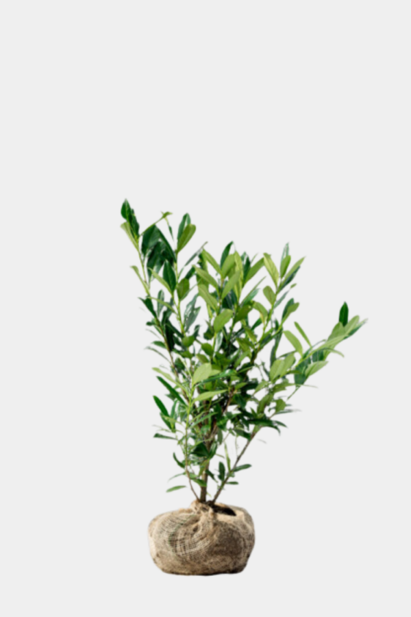 Lagerhägg Genolia rotklump 140-180cm 30-pack