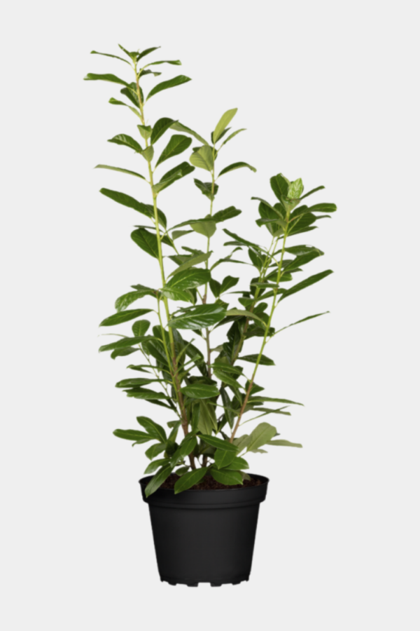 Lagerhägg Novita kruka 220cm-260cm 15-pack
