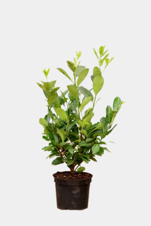 Lagerhägg Novita kruka 100cm-140cm 40-pack