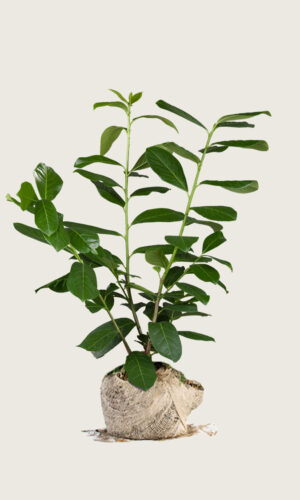 Lagerhägg Novita rotklump