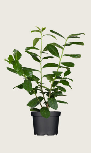 Lagerhägg Novita kruka