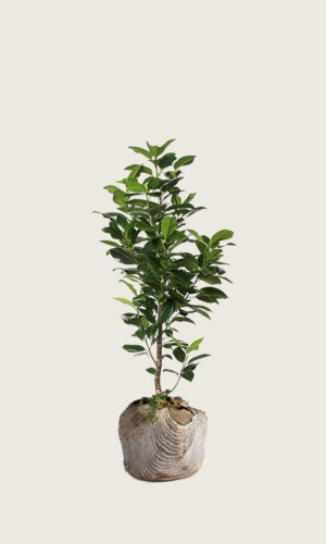 Lagerhägg Elly rotklump