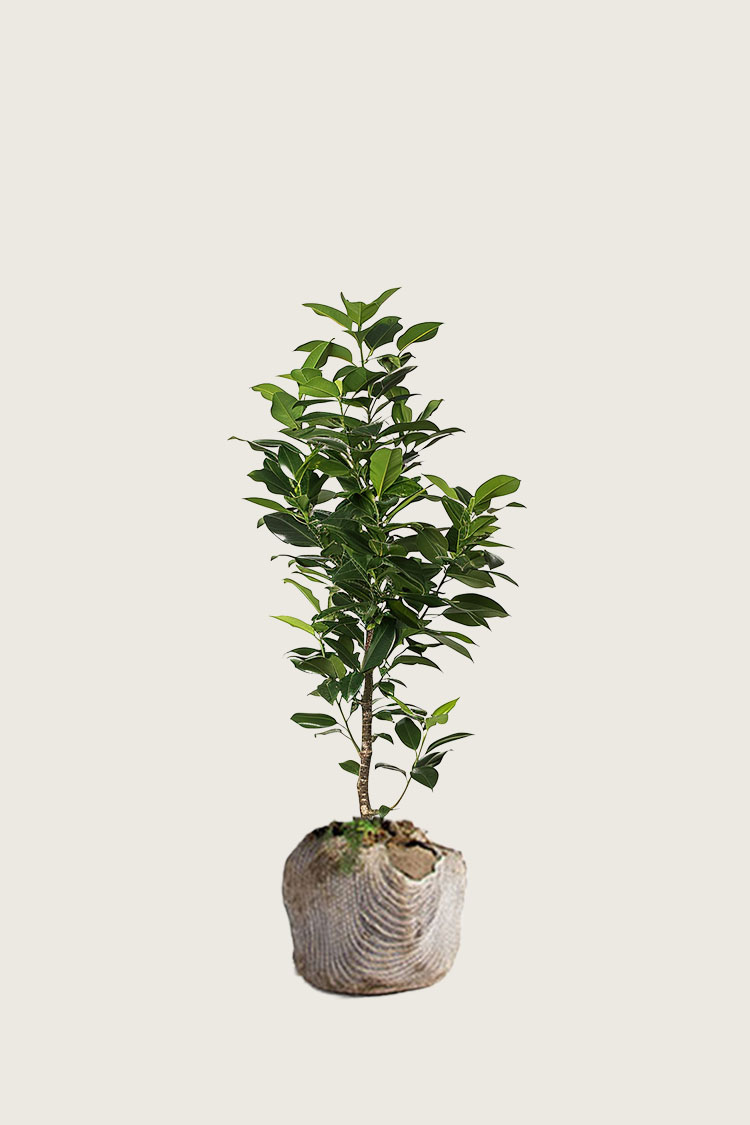 Lagerhägg Elly rotklump