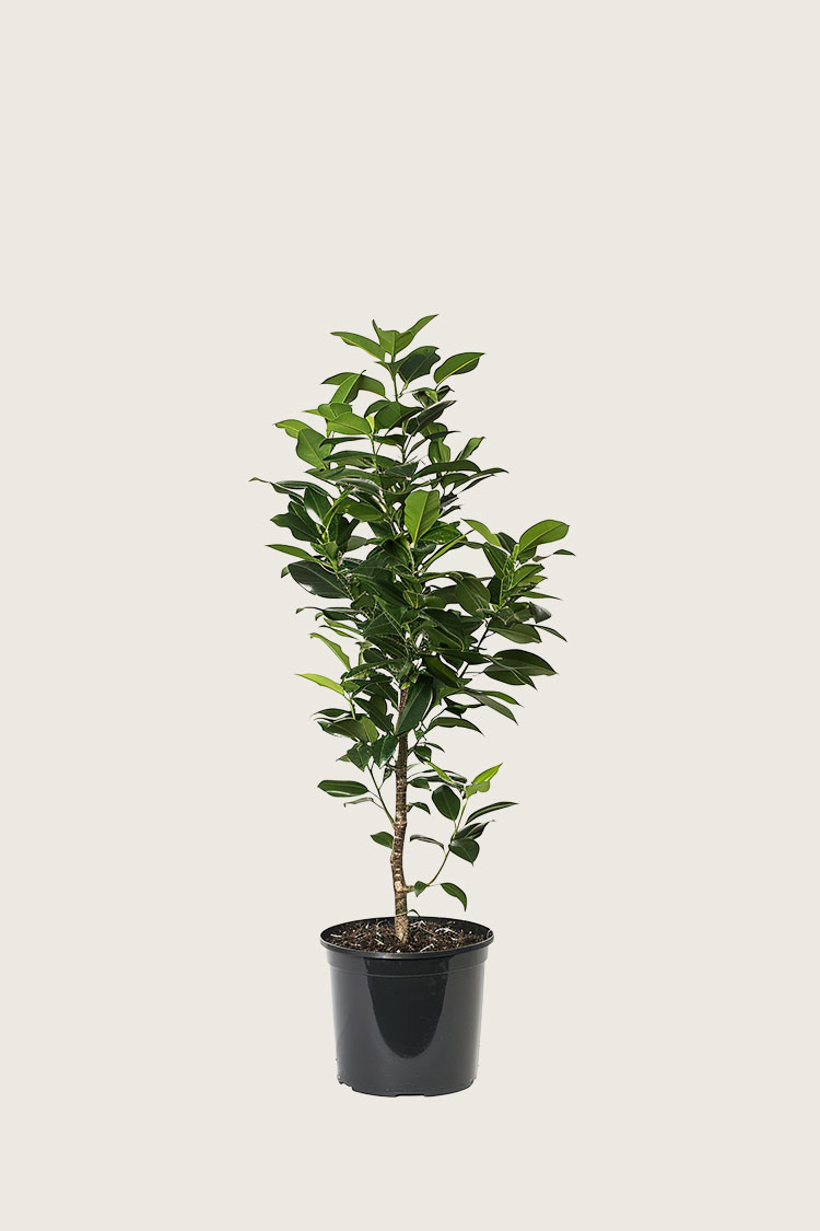 Lagerhägg Elly kruka