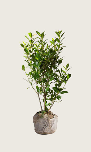 Lagerhägg Elly rotklump