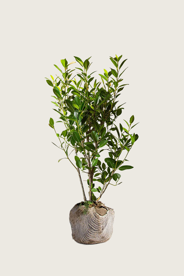 Lagerhägg Elly rotklump