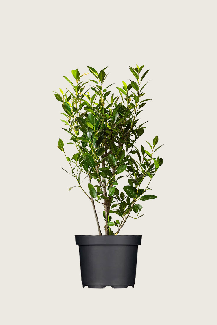 Lagerhägg Elly kruka