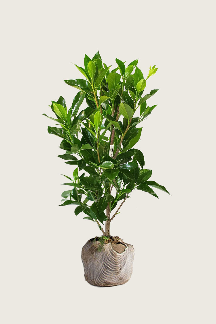 Lagerhägg Elly rotklump