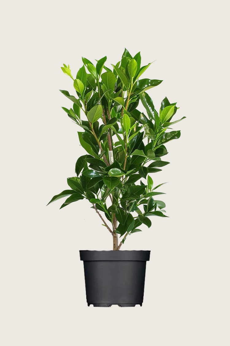 Lagerhägg Elly kruka