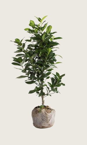 Lagerhägg Elly rotklump