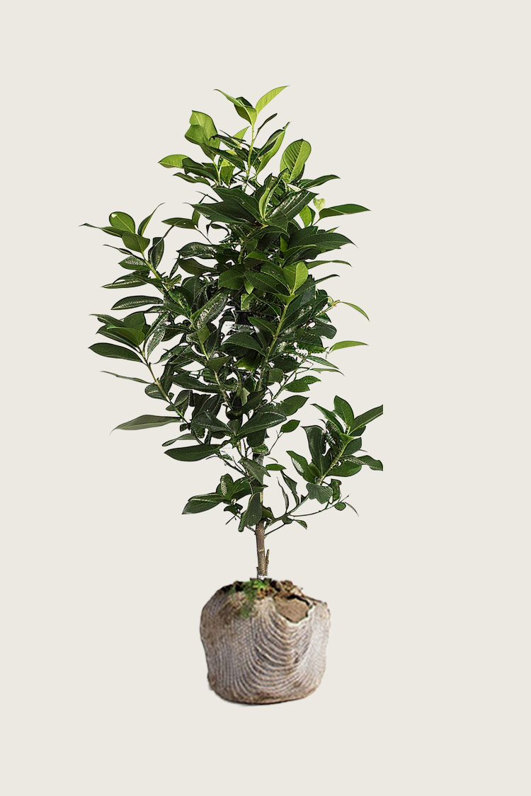 Lagerhägg Elly rotklump