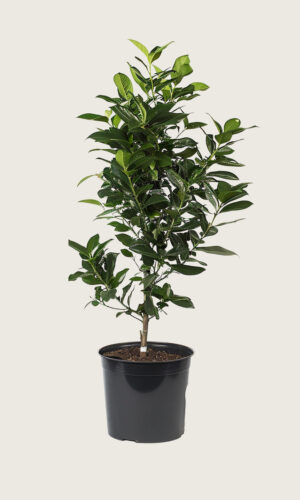 Lagerhägg Elly kruka