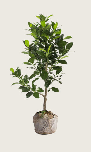 Lagerhägg Elly rotklump