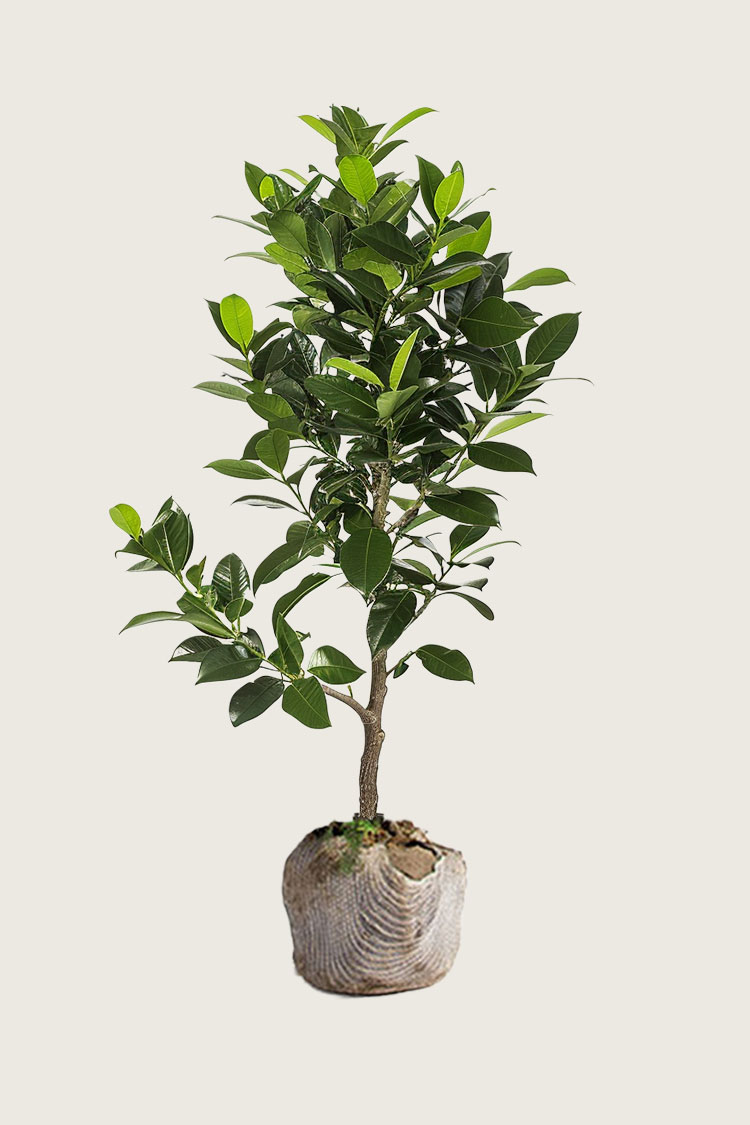 Lagerhägg Elly rotklump