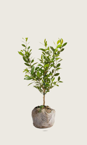 Lagerhägg Etna rotklump